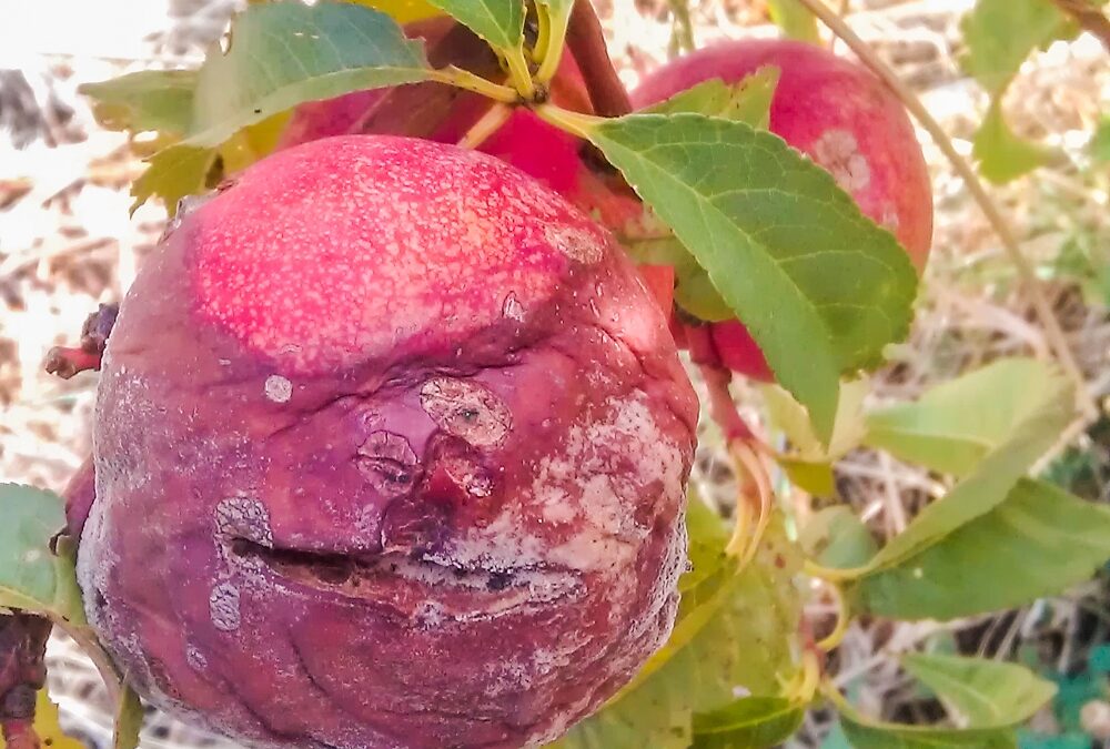 Noticed any brown rot in your stone fruit?