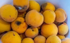 Yellow peaches with rotten parts