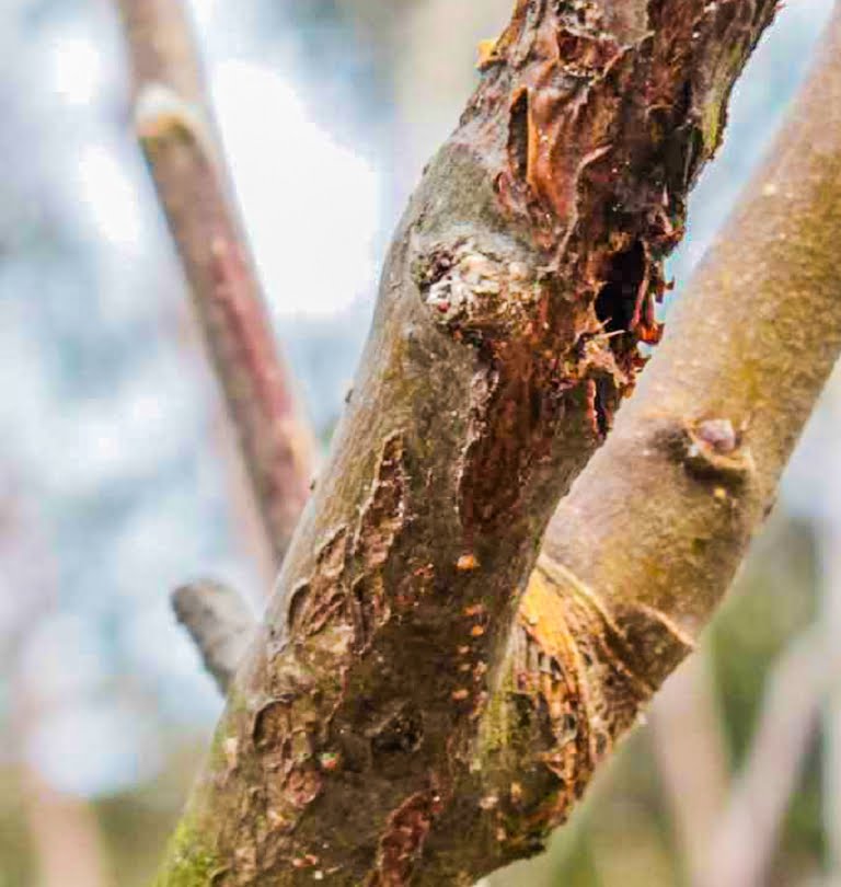 A canker in the bark of a peach tree
