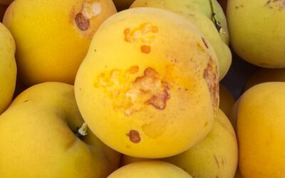 Could grasshoppers be eating your fruit?