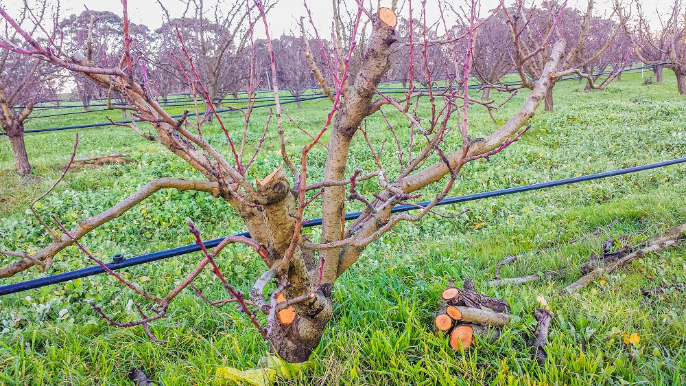 A peach tree showing lots of new growth as it recovers from Phythopthora