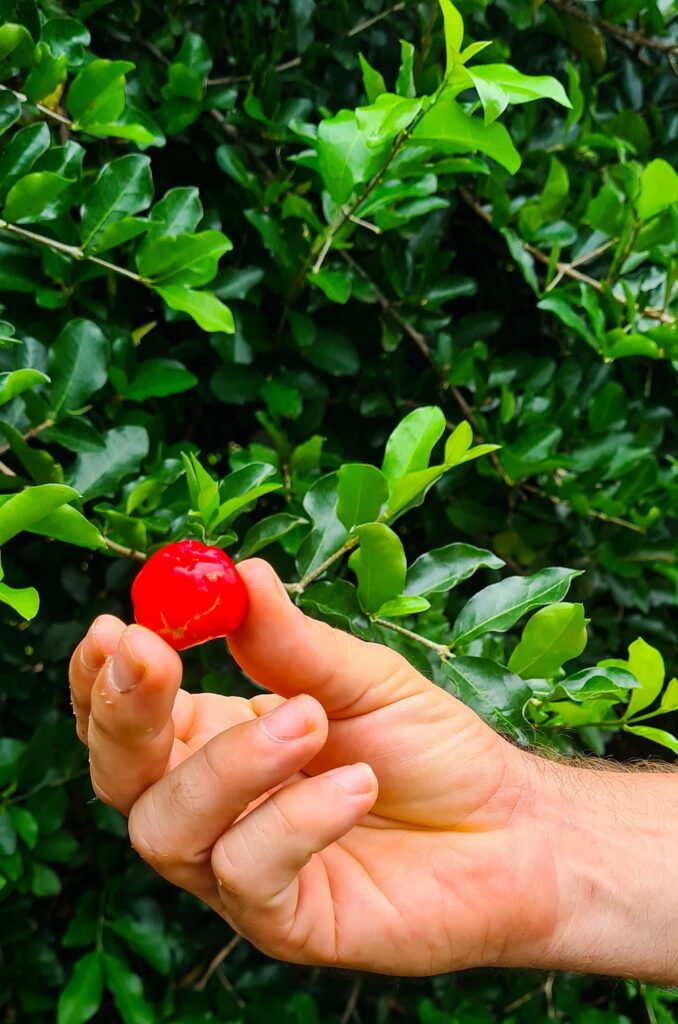 The lovely sweet red Brazilian Cherry