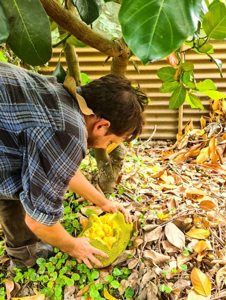 Paul Daley splitting open a ripe jackfruit for us to eat