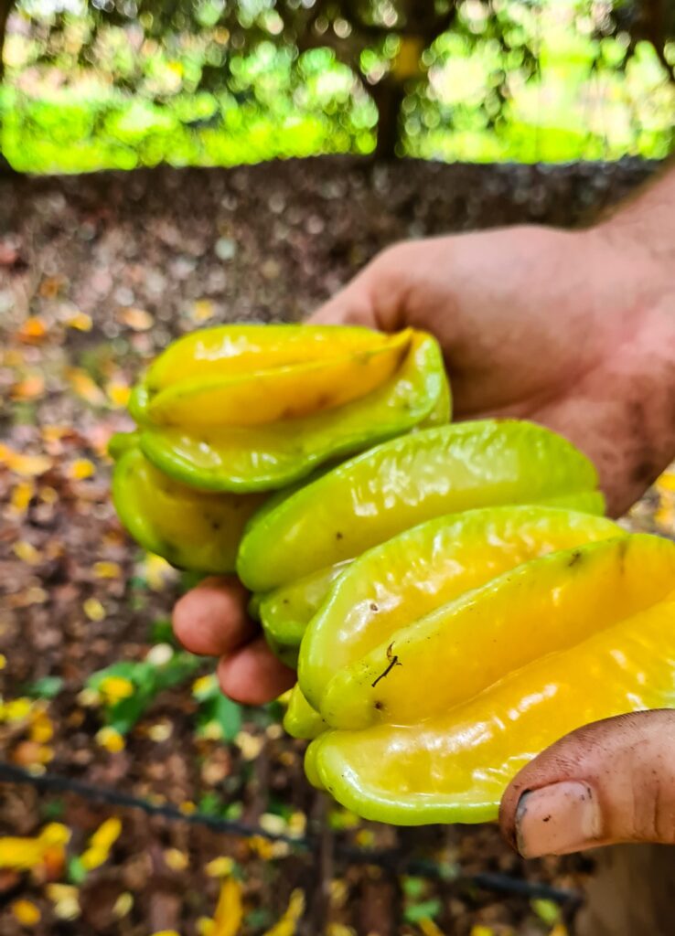 Carambola starfruit at Daleys nursery