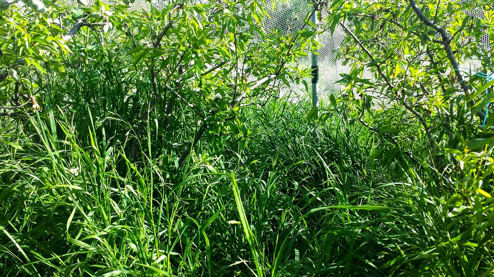 Long grass under the trees can make it hard to find any almonds that have fallen to the ground