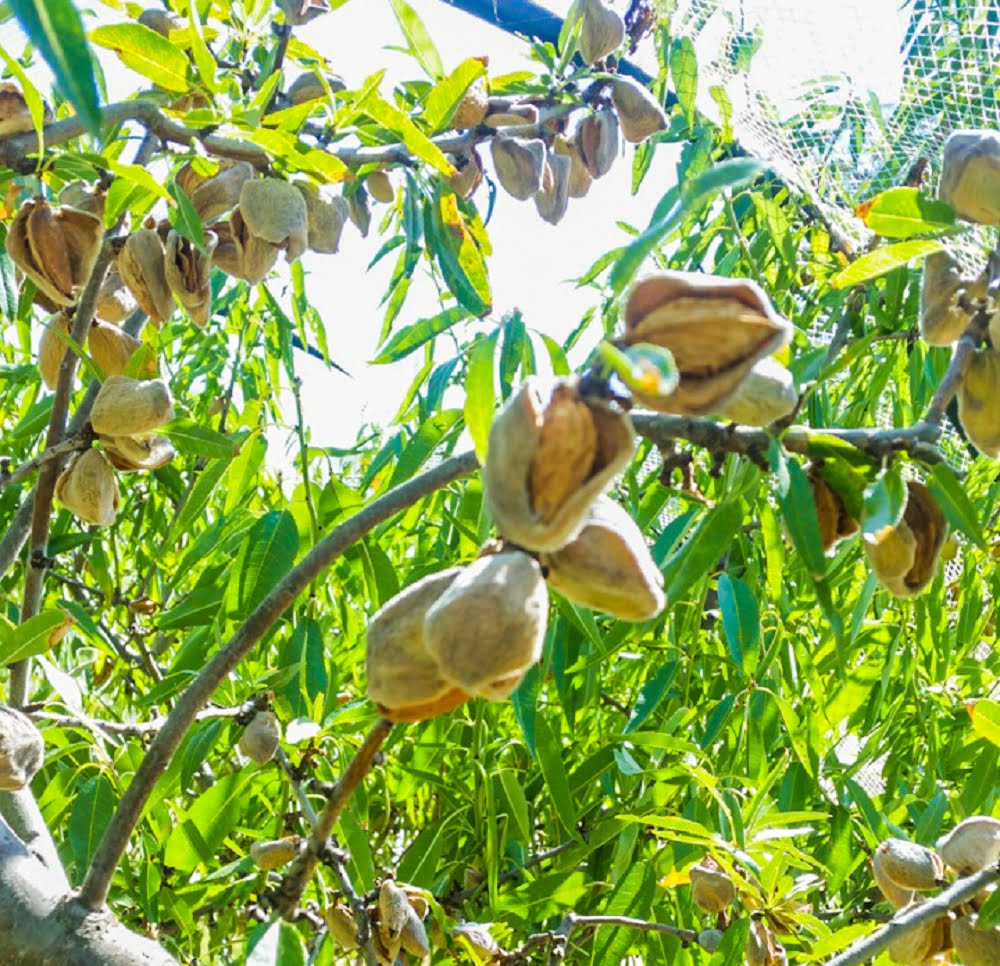 Almonds ready to harvest - the husks have opened and started to dry
