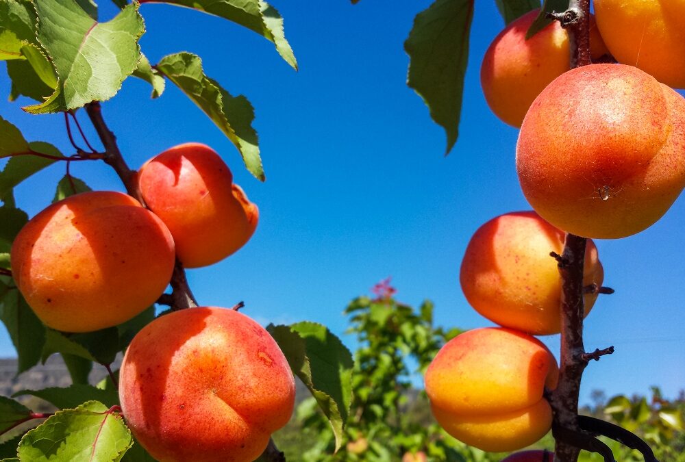 Apricot bottling and a simple recipe for berry tarts