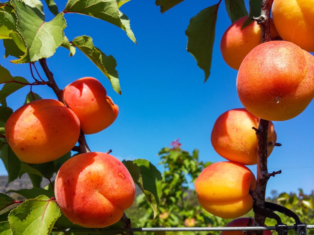 Bright orange Poppicot apricots on a branch that are well spaced out, showing that they have been well thinned