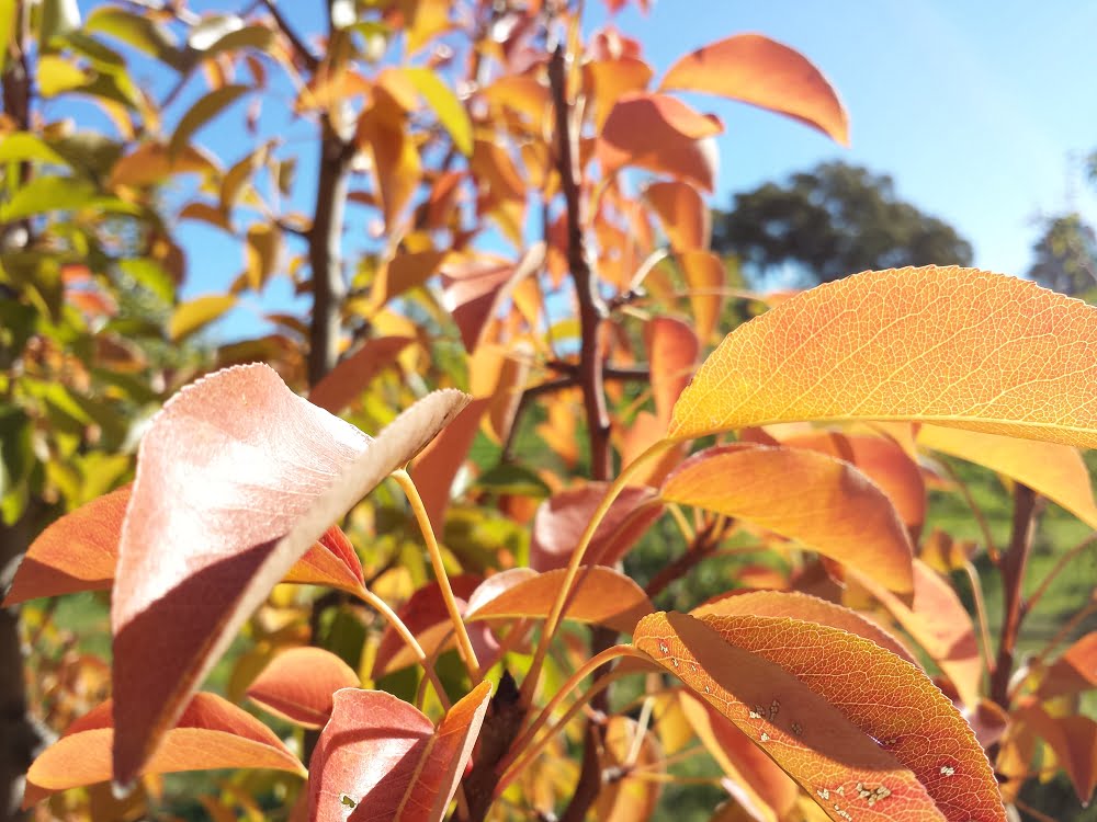 The beautiful yellows, oranges and browns of autumn starting to appear in pear leaves