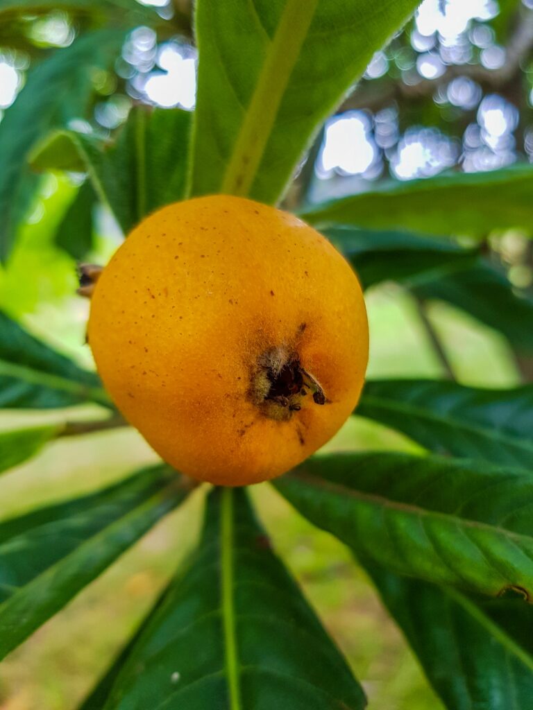 A yellow loquat fruit on tree that's almost ripe and ready to pick