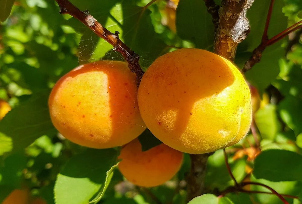 pair of tilton apricots on fruit tree