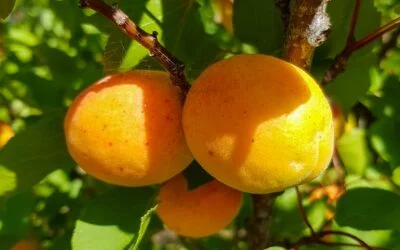 Fourteen varieties of apricot trees: pros and cons – Grow Great Fruit