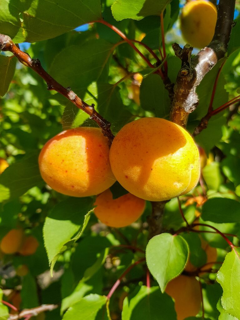 Tilton apricots looking ripe and ready to eat