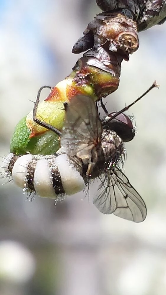 A fly with a white body with black stripes hanging upside down from a bud on an apricot tree