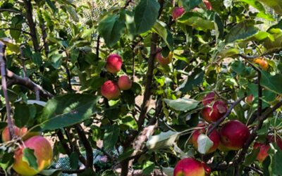 How to grow your own multigraft or fruit salad tree