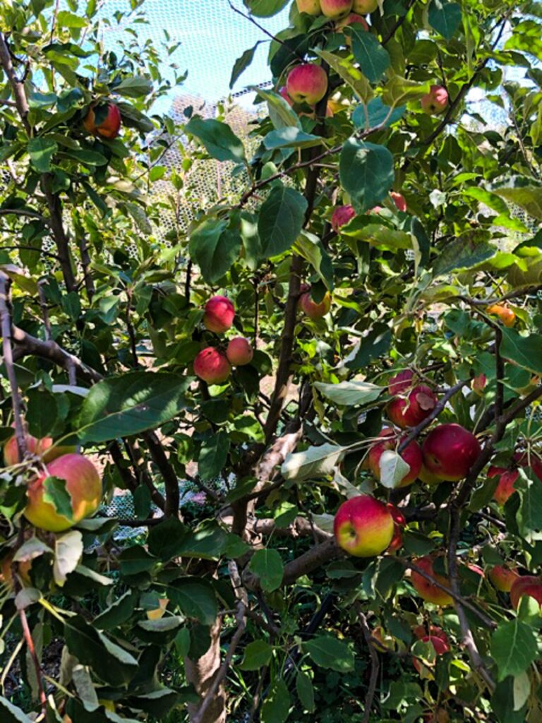 Clare's apple tree with 5 different varieties grafted on to it