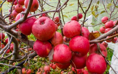 Why every garden needs late-season fruit trees
