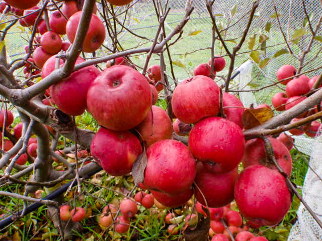 How to look after late-season fruit trees