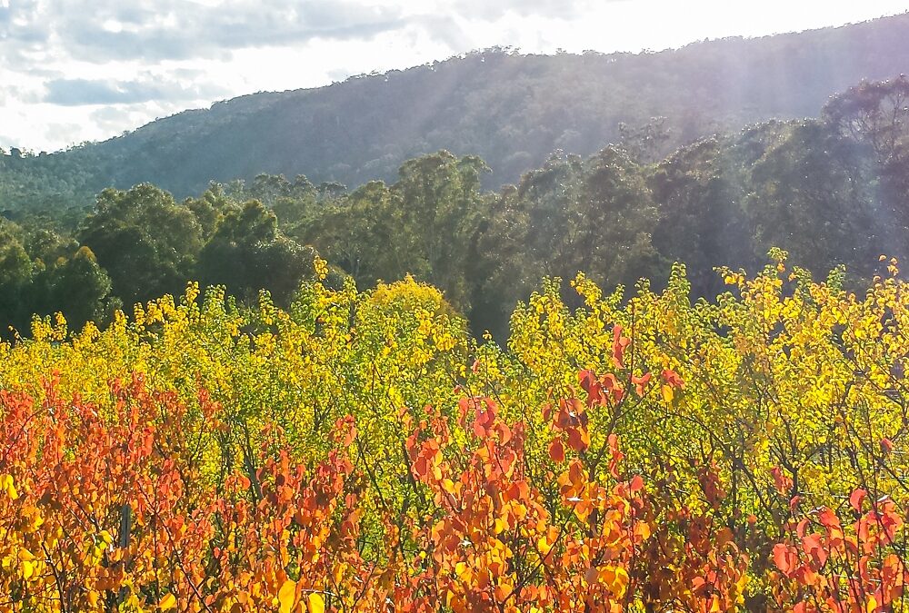 Should you spray your fruit trees in autumn?