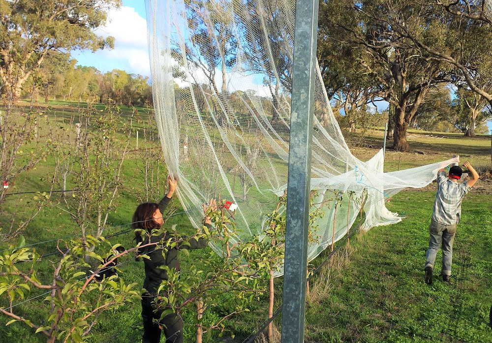 6 Steps to Looking After Fruit Fly and Bird Nets – Grow Great Fruit