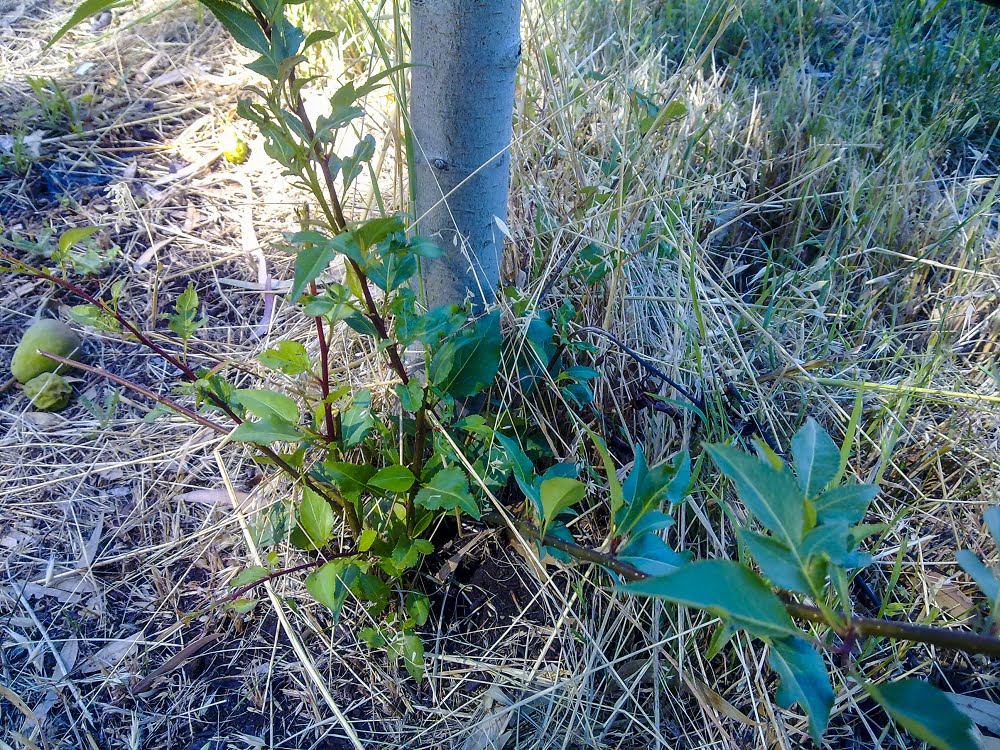 A sucker that's removed incorrectly can lead to a forest of suckers the following year