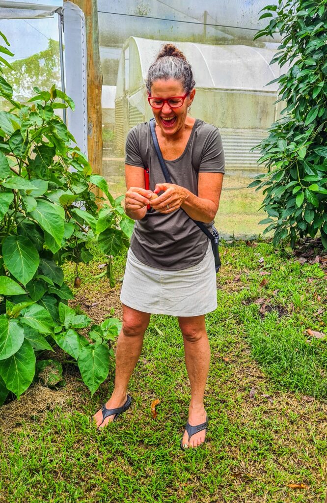 Katie trying a grafted tamarillo