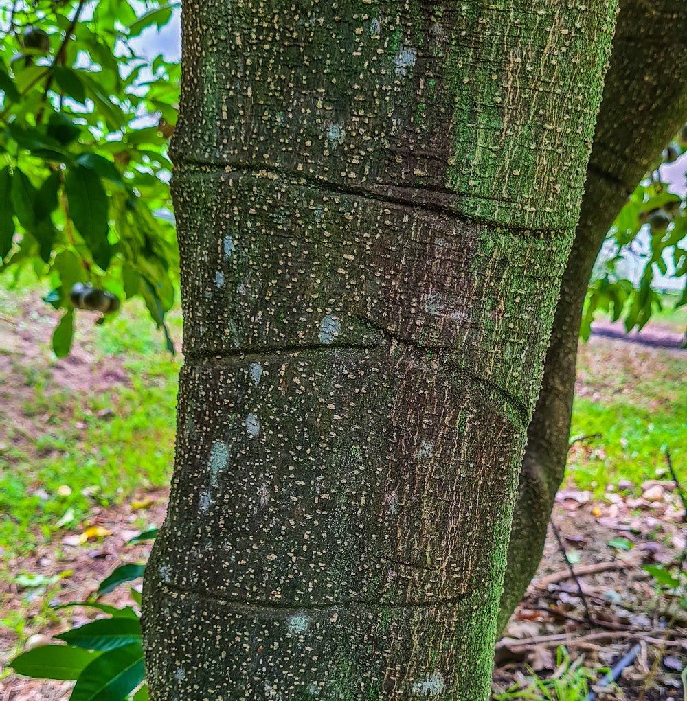 A technique called 'cincturing' being used to reduce the vigour of a white sapote tree