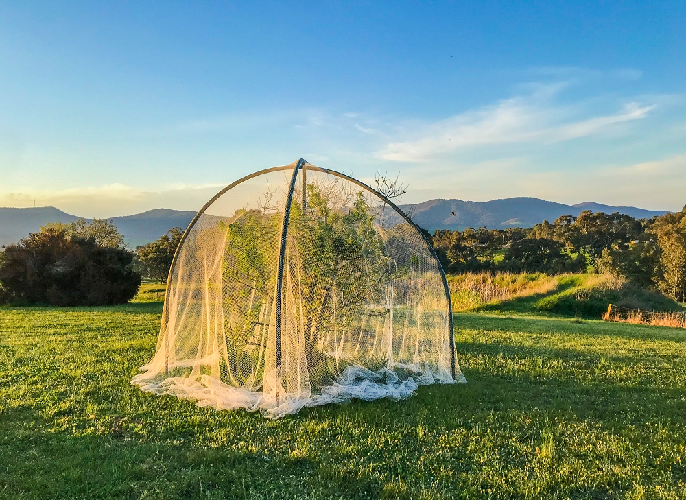 A netted almond tree in Grow Great Fruit members Anna and Nathan's orchard