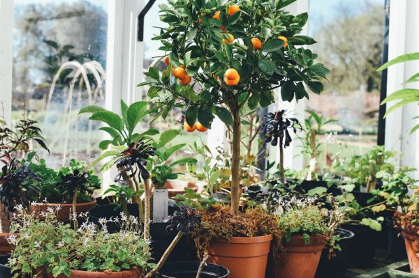 Orange tree with fruit in a pot