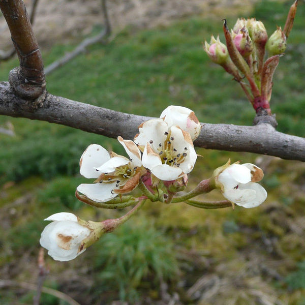 Mild frost damage on some pear flowers