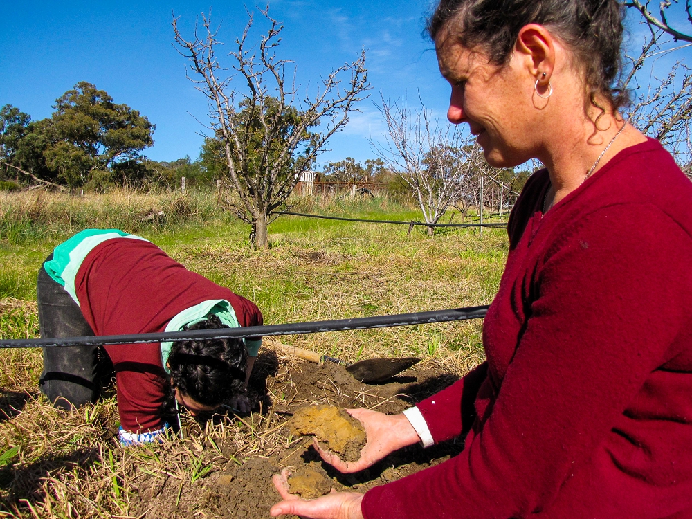 Digging a hole and examining your soil helps you understand it