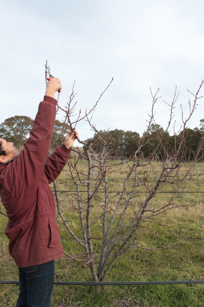 A plum tree showing the laterals growing from each limb