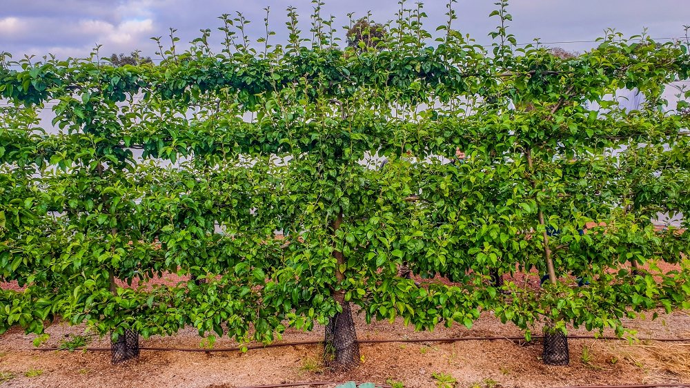 A beautiful apple espalier