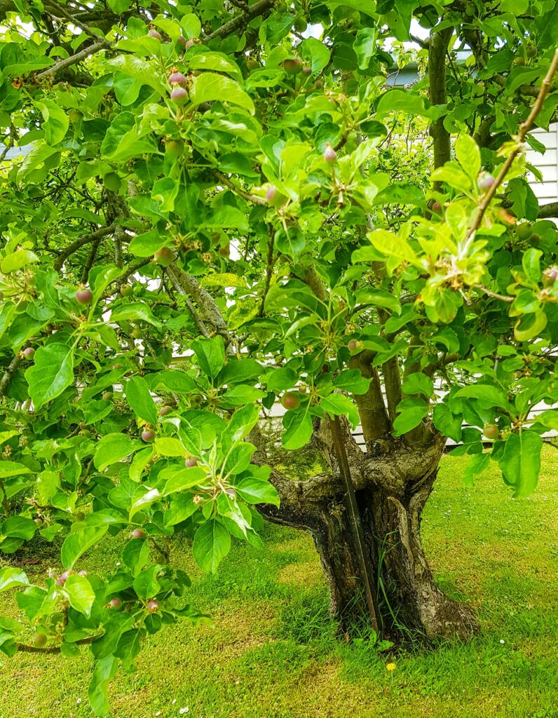 A beautiful and very old apple tree - still very fruitful despite an extremely damaged trunk