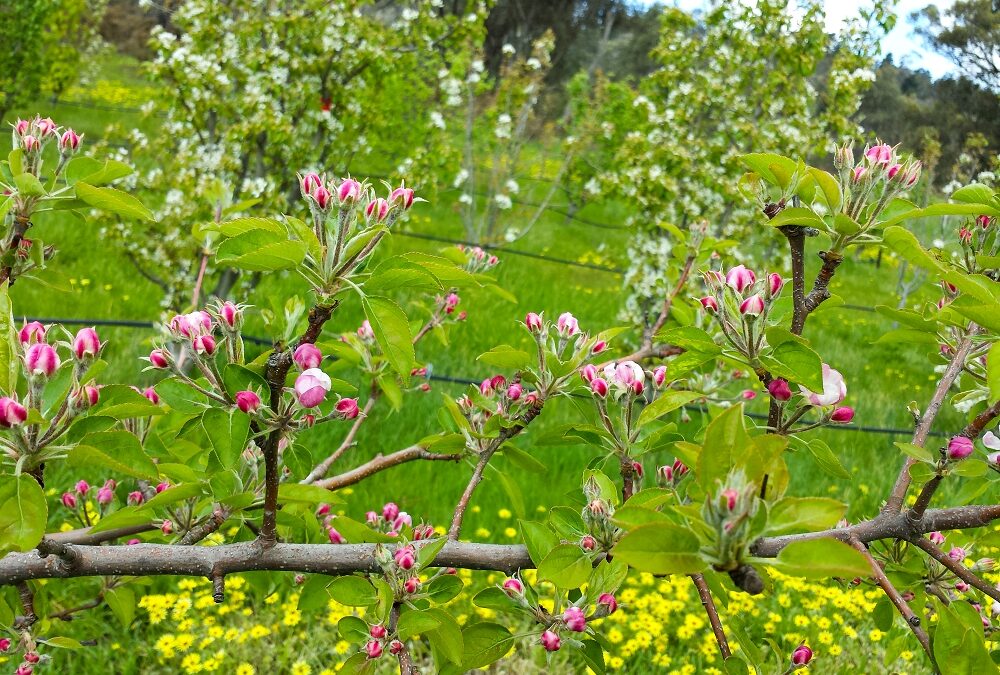 Getting to know your apple blossom