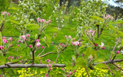 Getting to know your apple blossom