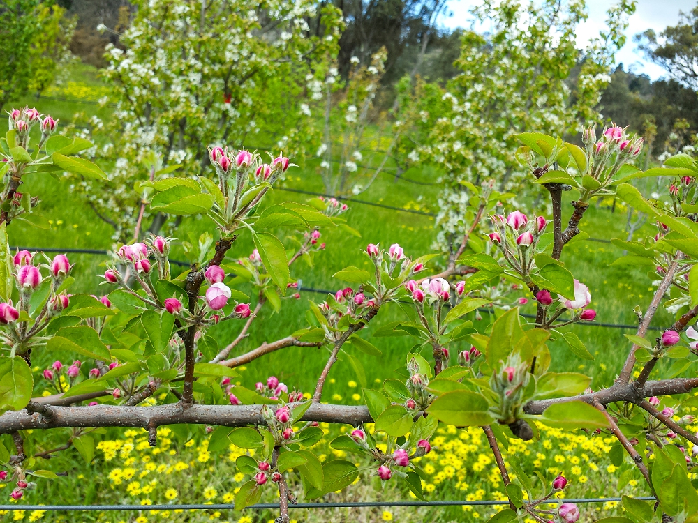 Espaliered Golden Delicious in flower