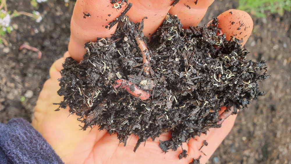 Hugh showing a hand full of rich worm castings, which will be used to make compost tea