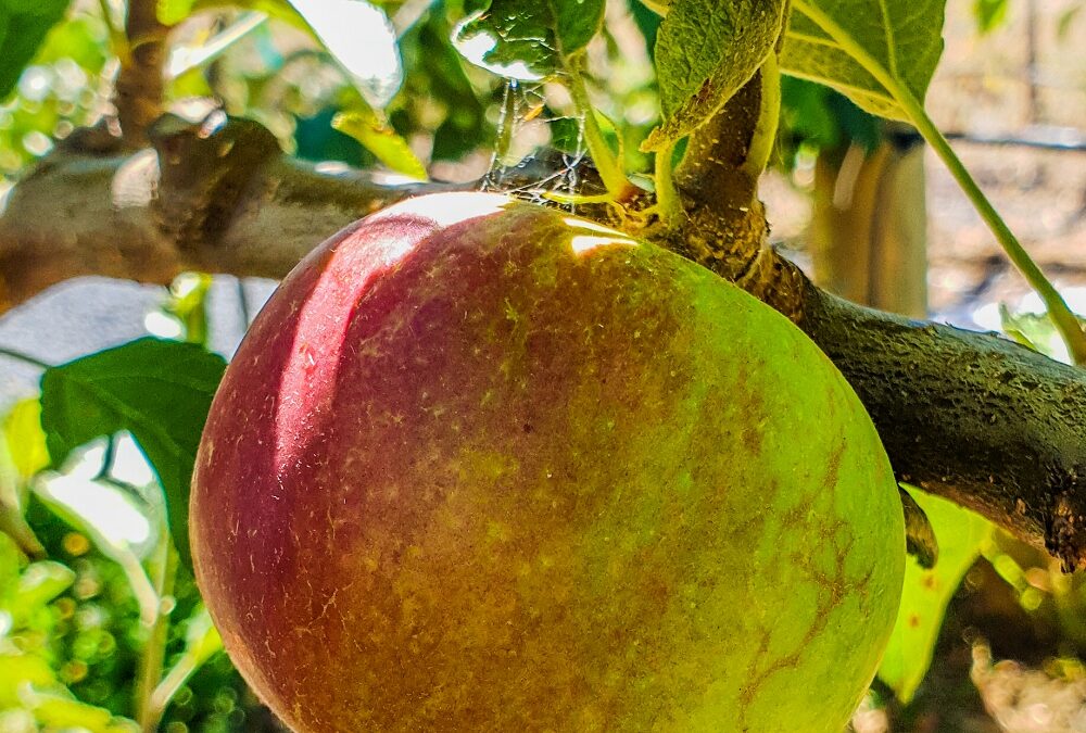 red apple on tree