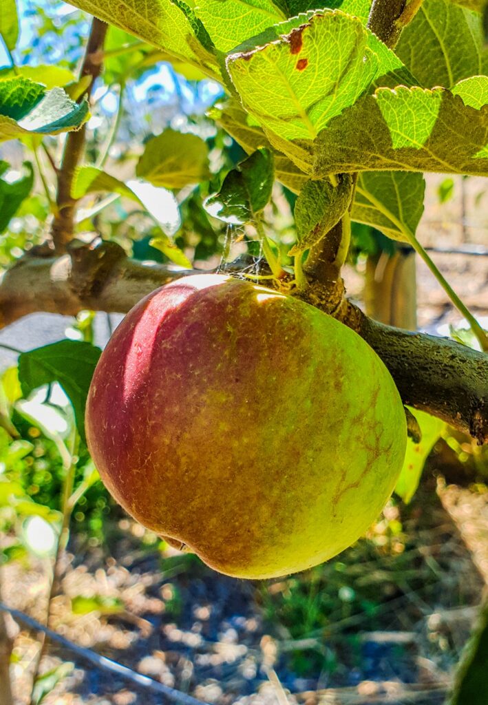 red apple on tree