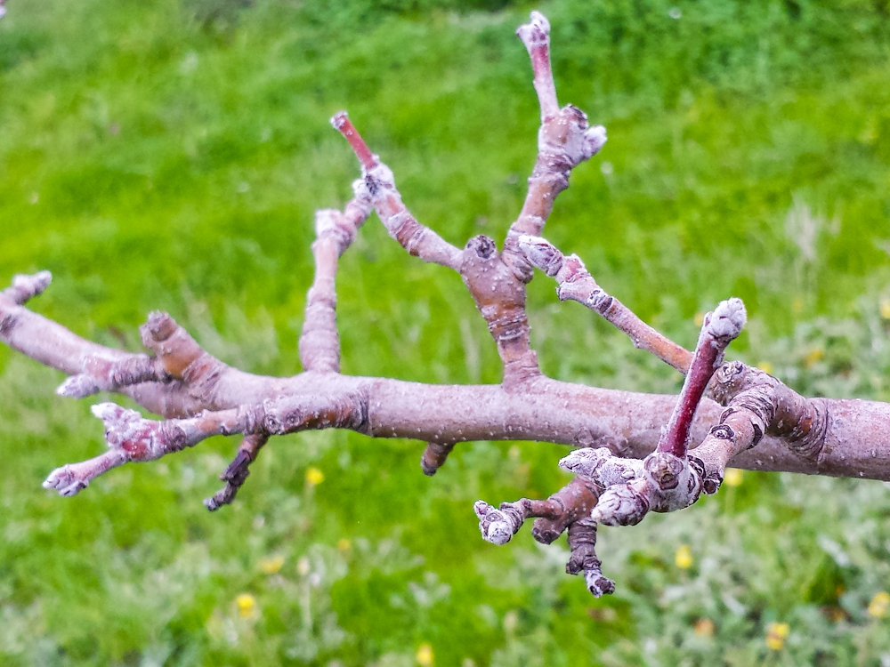 Spurs on an apple tree