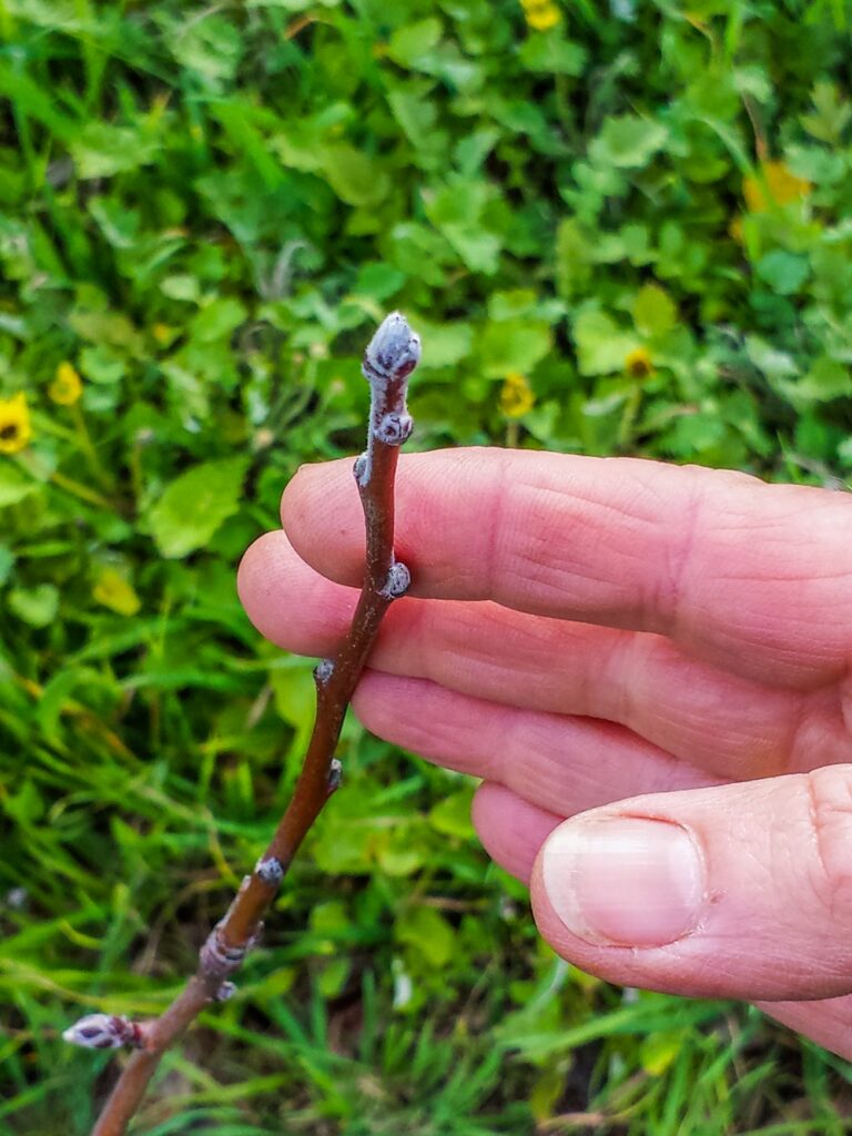 A tip-bearing apple variety