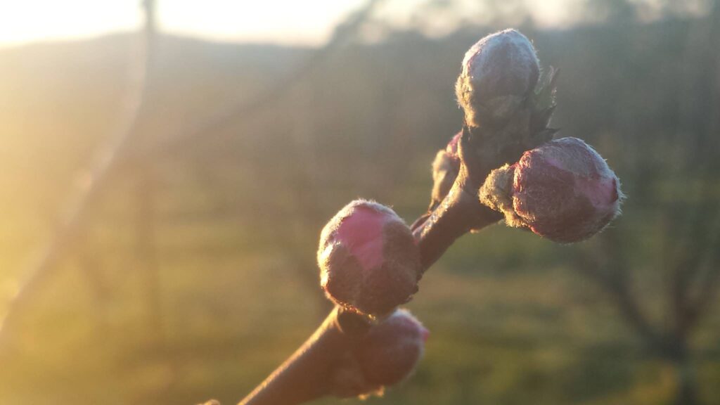 Peach tree flower buds swelling in spring - if you can see pink, it's slightly too late to spray