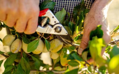 Should you prune fruit trees in spring?