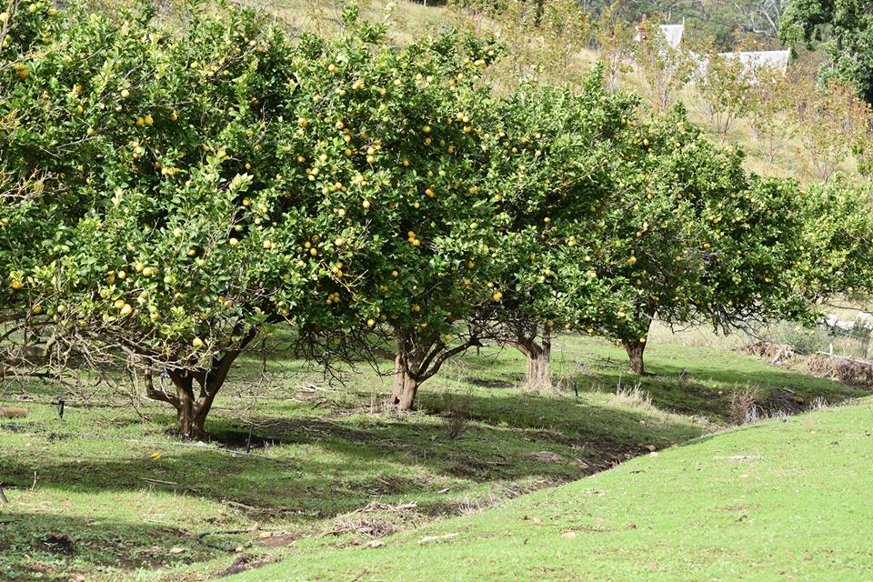 Phil's lemon trees with the lower canopy pruned by sheep