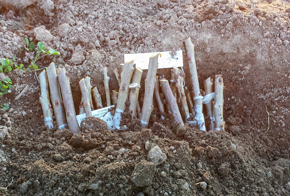 Propagating Fruit Trees A Gardener Is Grafting A Fruit Tree Wrapping The  Rootstock With A Tape And Sealing A Scion With Grafting Wax Stock Photo -  Download Image Now - iStock