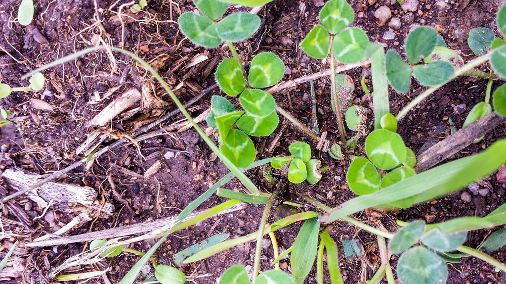 New clover plants coming up in a green manure crop