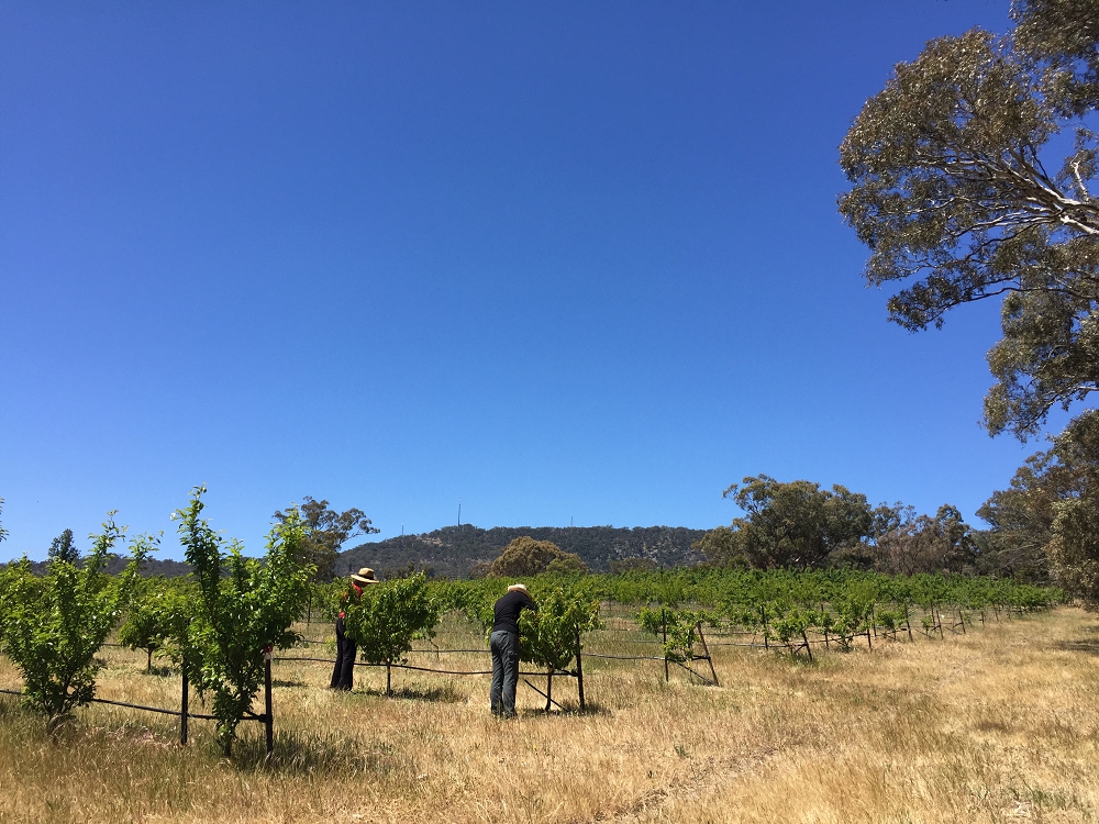 Thinning the peach trees