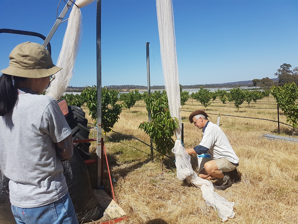 Hugh and Hana netting the cherries