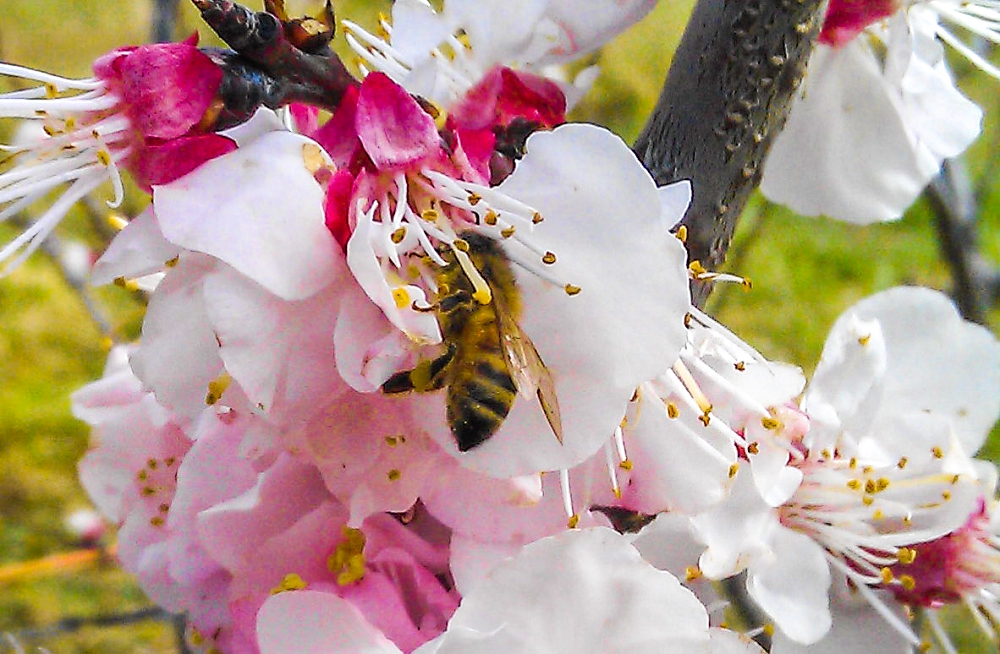 Bees are some of the most useful insects in fruit trees